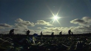 Migrant workers in East Anglia