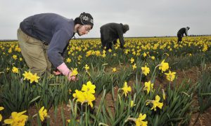 Migrants work in a field of daffodils at Nocton farm in Lincolnshire. Photograph: Bruce Adams/Associated Newspapers 