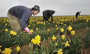 Migrants work in a field of daffodils at Nocton farm in Lincolnshire. Photograph: Bruce Adams/Associated Newspapers